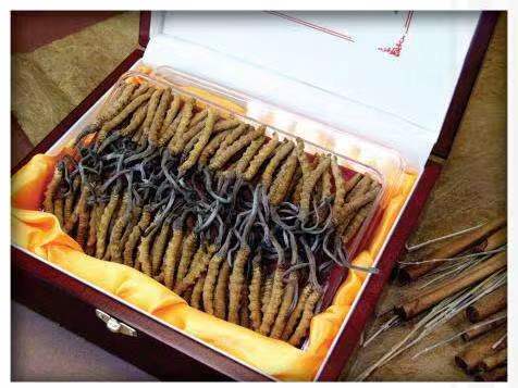 峡江冬虫夏草回收